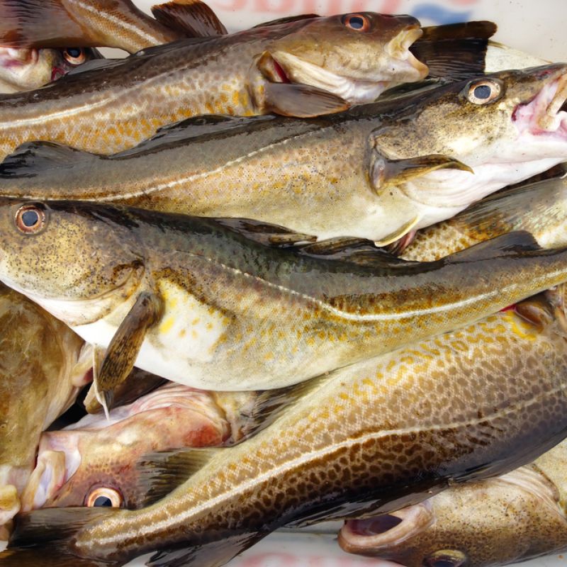 Cod Fish