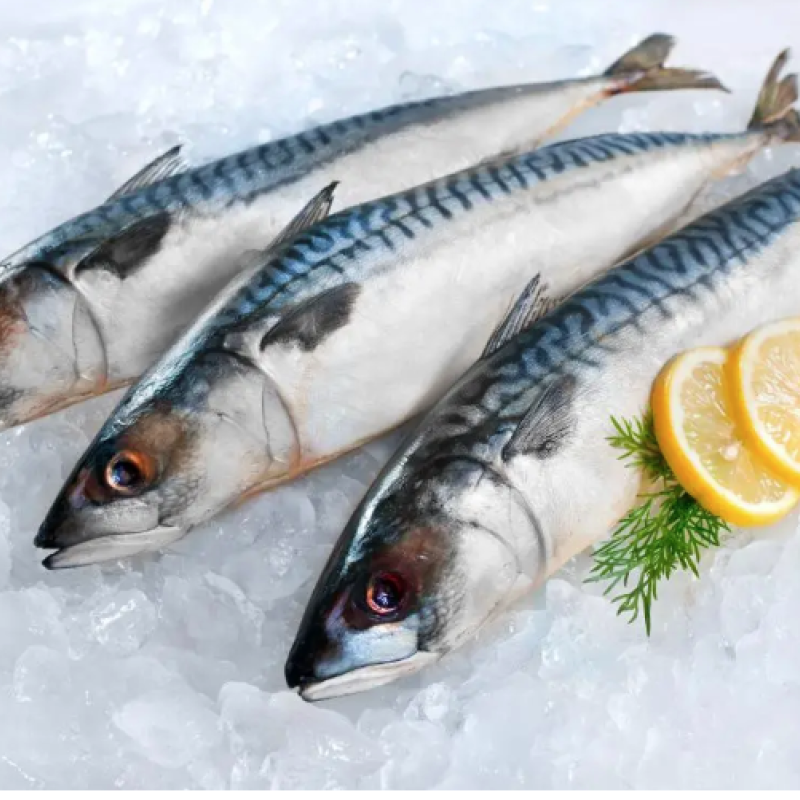 Mackerel