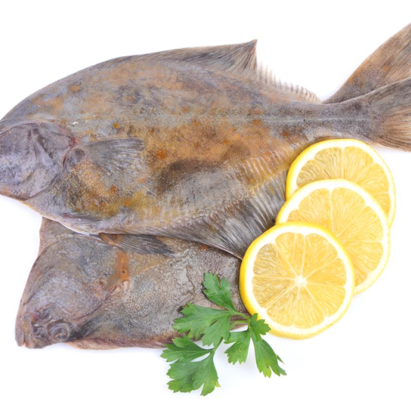 Halibut